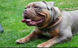Olde English Bulldogge dogs for stud: NEBBR REGISTERED OLDE ENGLISH BULLDOGGE STUD in Worcester - Image 10