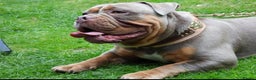 Olde English Bulldogge dogs for stud: NEBBR REGISTERED OLDE ENGLISH BULLDOGGE STUD in Worcester - Advert 10