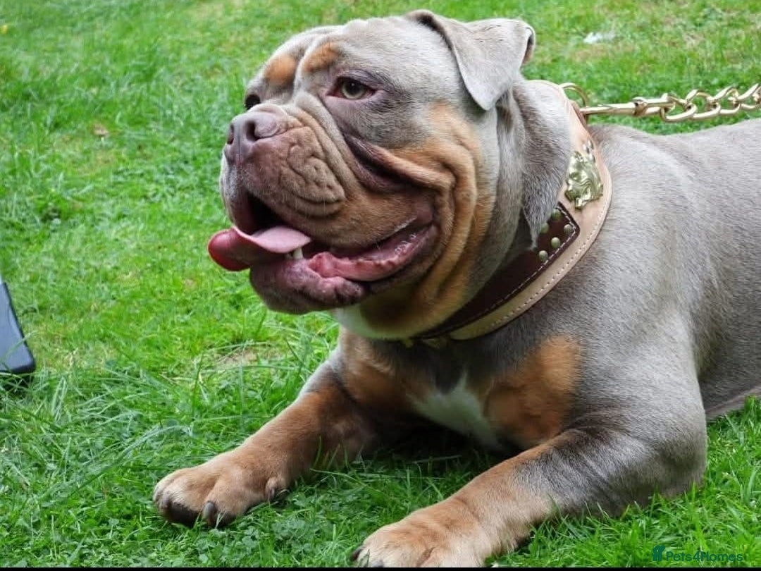 Olde English Bulldogge dogs for stud: NEBBR REGISTERED OLDE ENGLISH BULLDOGGE STUD in Worcester - Image 10