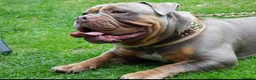 Olde English Bulldogge dogs for stud: NEBBR REGISTERED OLDE ENGLISH BULLDOGGE STUD in Worcester - Advert 10