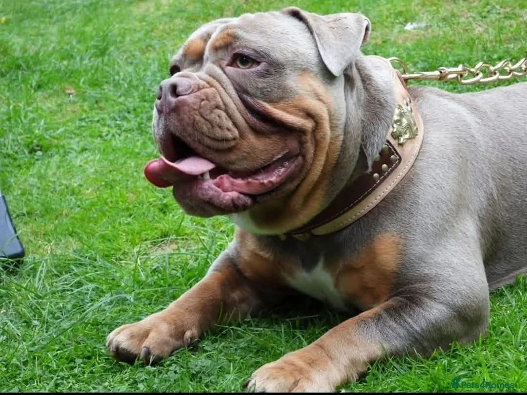 Olde English Bulldogge dogs for stud: NEBBR REGISTERED OLDE ENGLISH BULLDOGGE STUD in Worcester - Advert 10