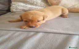 Labrador Retriever dogs for sale: ONLY 1 BOY LEFT Fox Red Labrador Retriever Puppies - Image 7