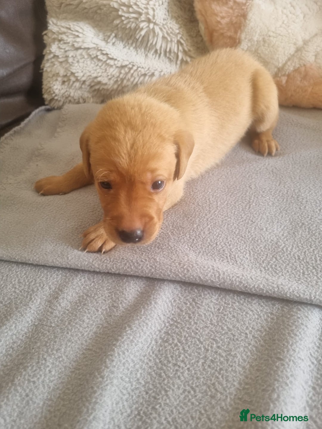 Labrador Retriever dogs for sale: ONLY 1 BOY LEFT Fox Red Labrador Retriever Puppies - Image 7