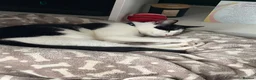 Mixed Breed cats for sale: Tuxedo kitten  - Advert 2