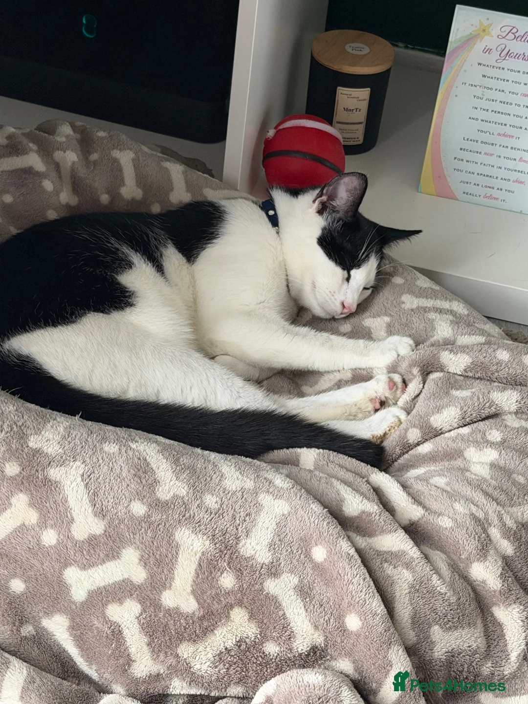 Mixed Breed cats for sale: Tuxedo kitten  - Advert 2