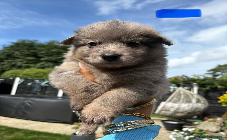 Mixed Breed dogs - Advert 1