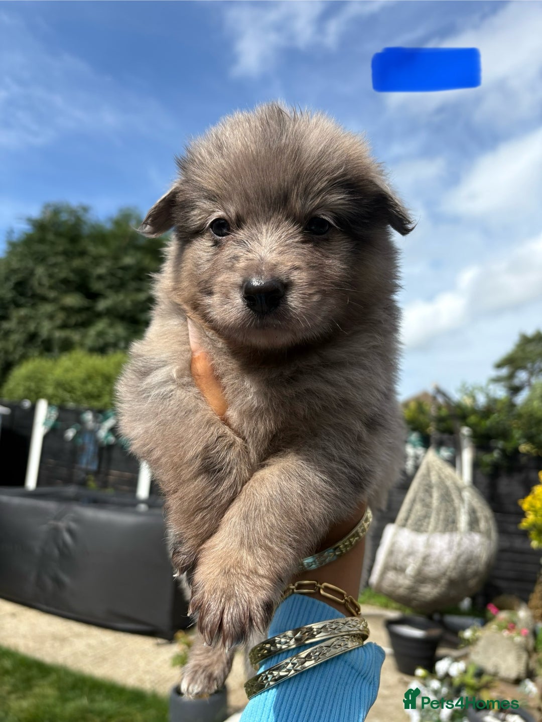 Mixed Breed dogs for sale: The most amazing pomsky  x german shepherd babies  - Image 1
