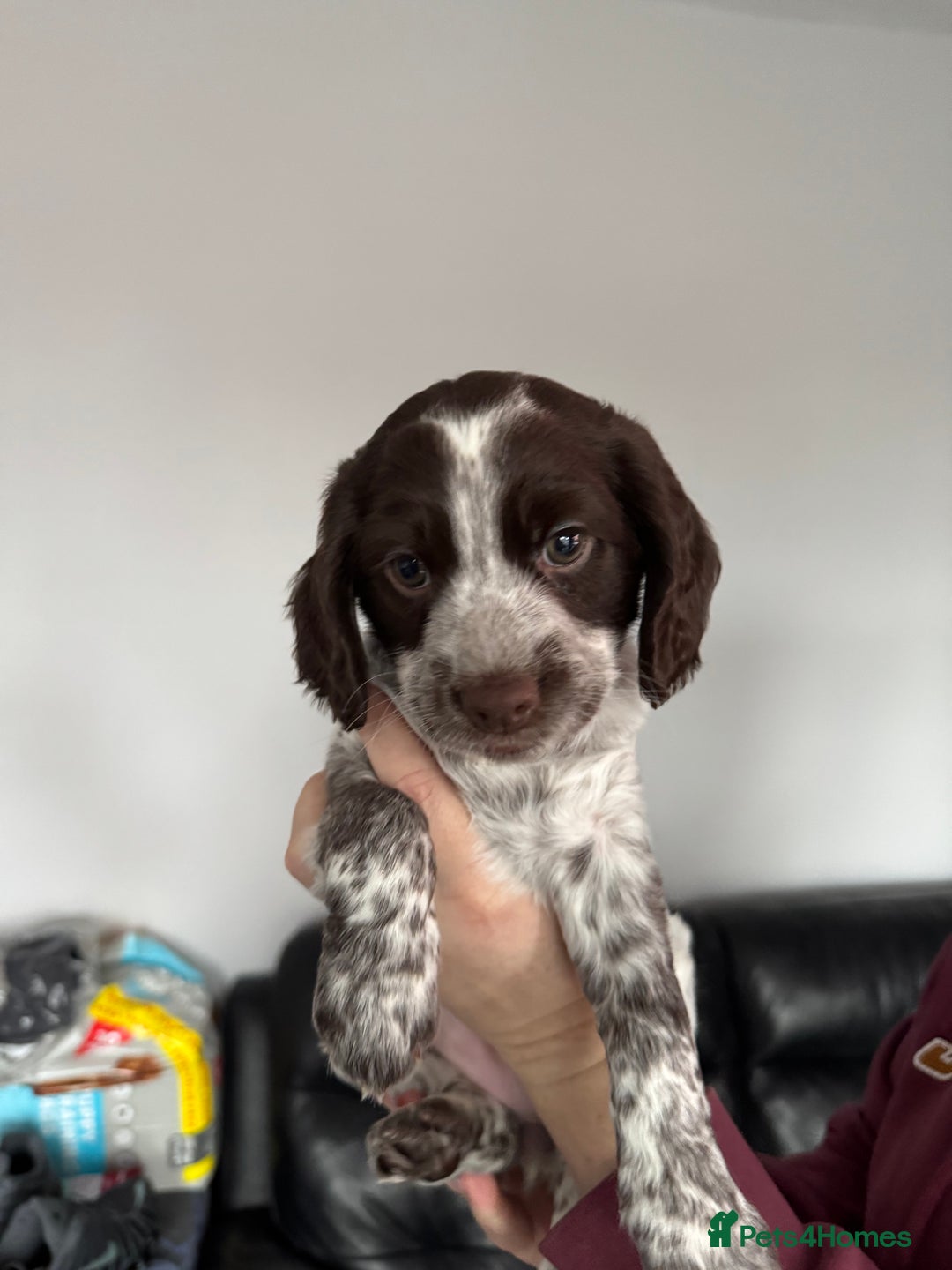 Cocker Spaniel dogs for sale: Cocker spaniel Puppies  - Advert 6