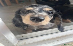 Miniature Dachshund dogs for sale: ADORABLE MINIATURE DACHSHUND PUPPIES - Image 12