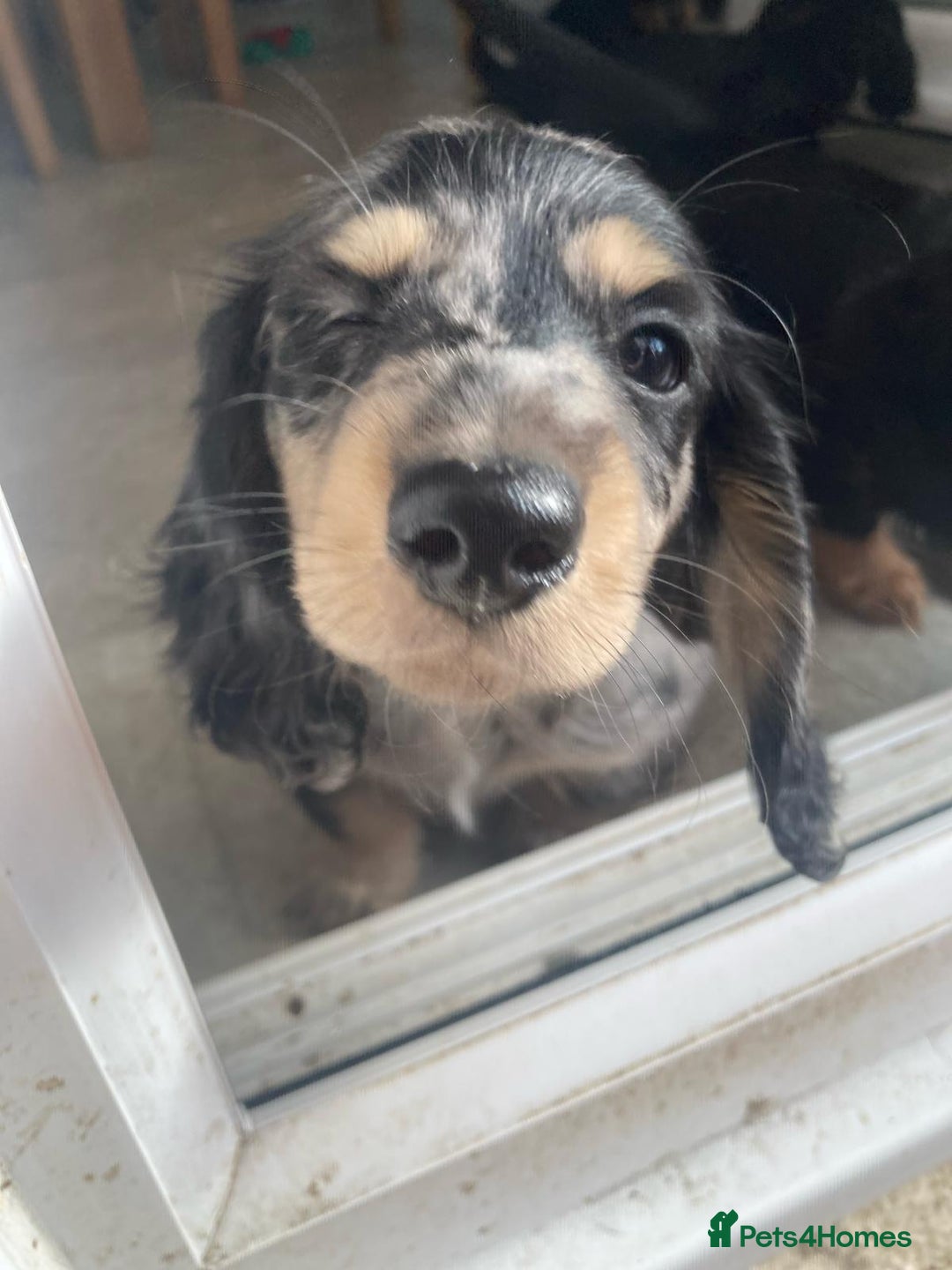 Miniature Dachshund dogs for sale: ADORABLE MINIATURE DACHSHUND PUPPIES - Image 12