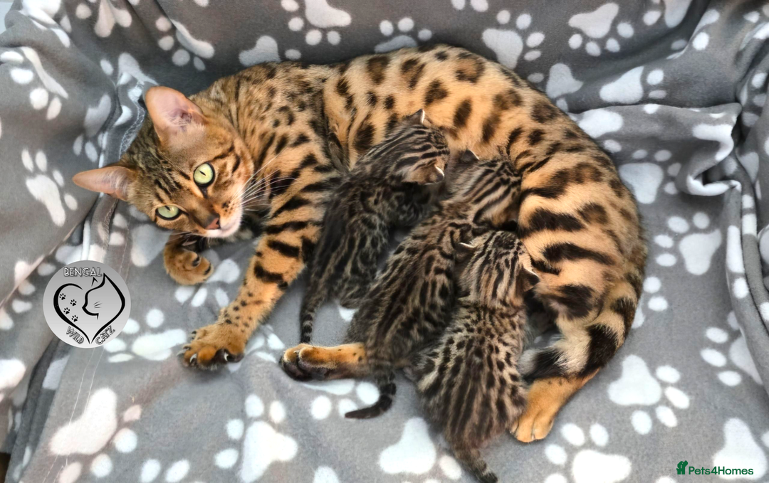 Bengal cats for sale: 1 beautiful boy from tica champion lines - Image 17