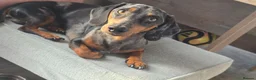 Dachshund dogs for stud: Gucci in Middlesbrough - Advert 3