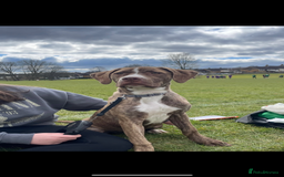 Mixed Breed dogs for sale: Presa x mastiff in Hemel Hempstead - Image 1