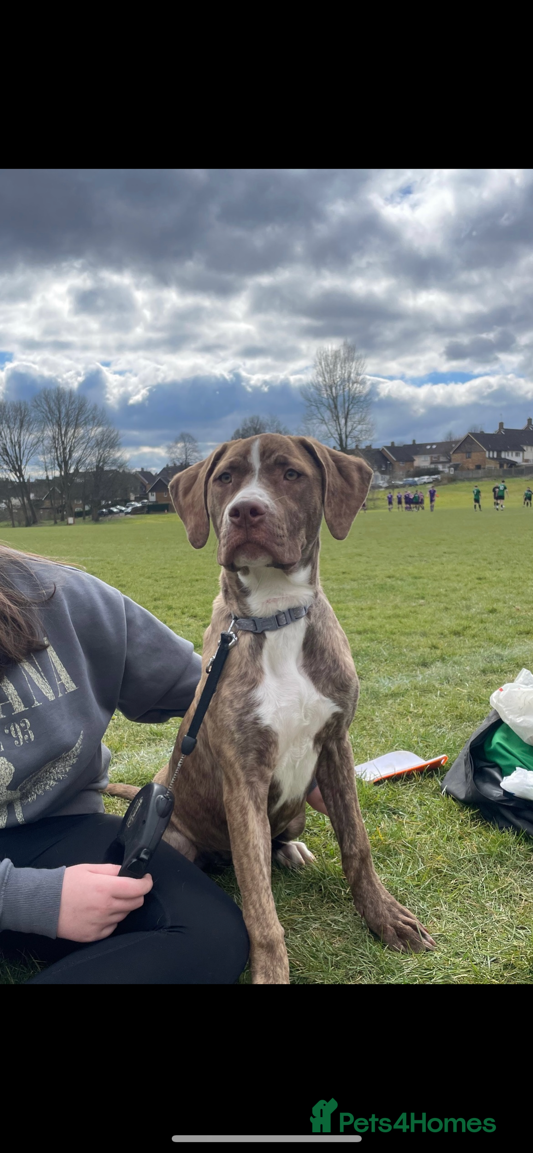 Mixed Breed dogs for sale: Presa x mastiff in Hemel Hempstead - Image 1