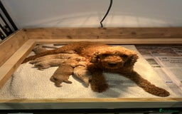Cavapoo dogs for sale: Cavapoo Puppies for Sale - Image 1