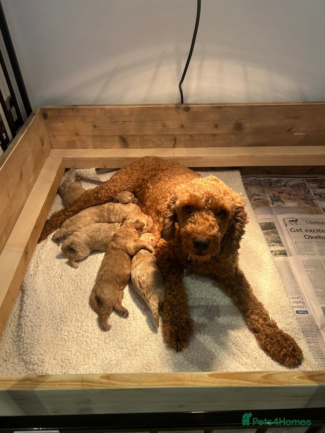 Cavapoo dogs for sale: Cavapoo Puppies for Sale - Image 1