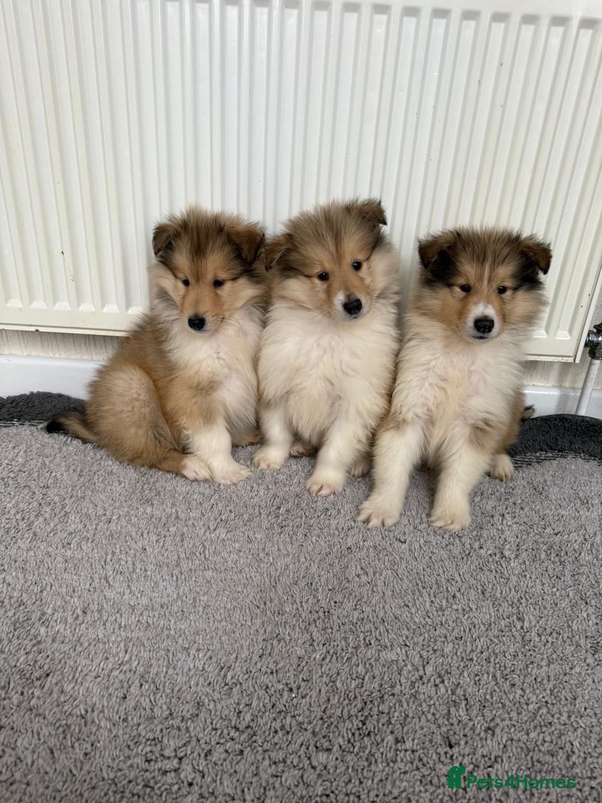 Rough Collie dogs Stunning rough collie puppies for sale  - Advert 15