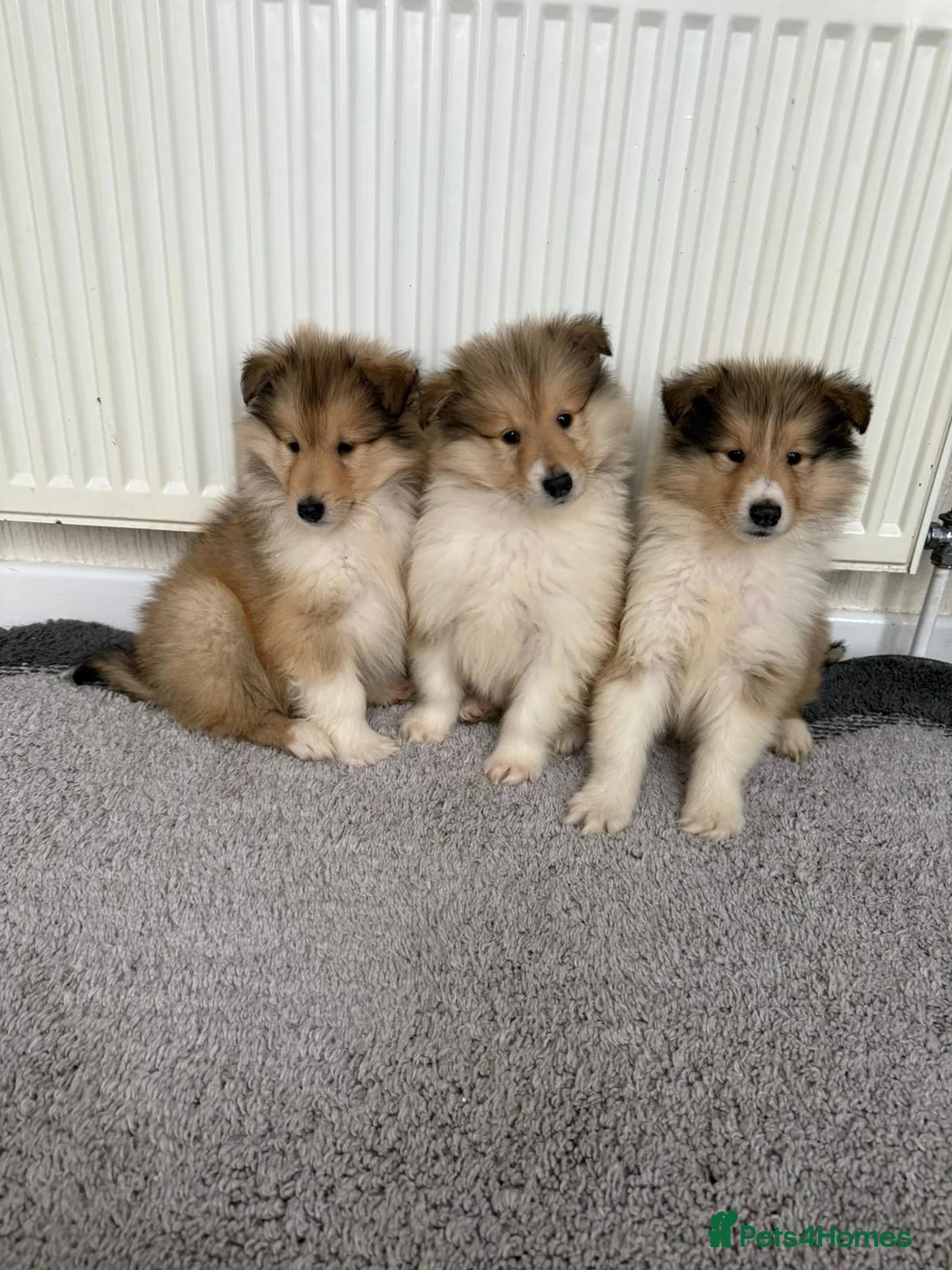 Rough Collie dogs for sale: Stunning rough collie puppies for sale  - Advert 1
