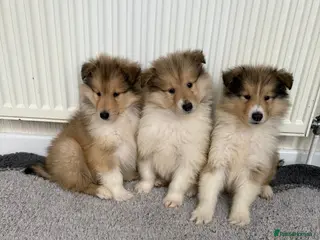 Rough Collie dogs Stunning rough collie puppies for sale - Advert 2