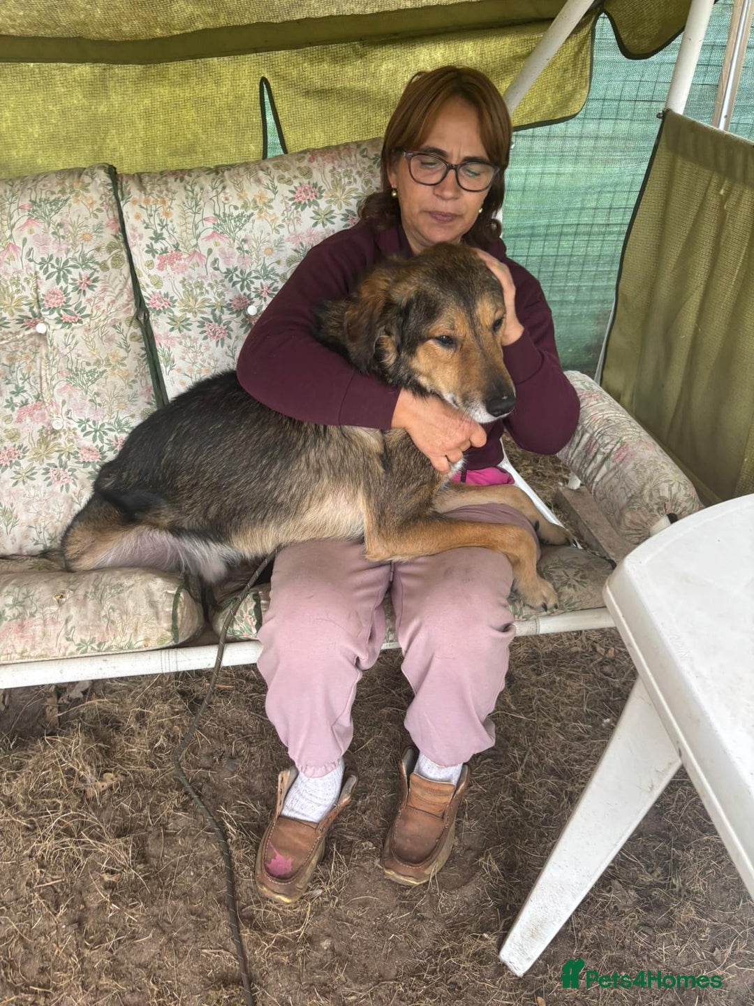 Mixed Breed dogs for adoption: Meet DIEGO - A Lovely Boy for a Loving Home - Image 2