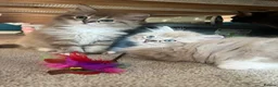 Ragdoll cats for sale: Registered Ragdoll Kittens for Sale - Advert 9