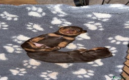 Miniature Dachshund dogs for sale:  Chocolate miniature dachshund  - Image 1