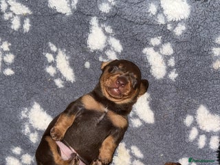 Miniature Dachshund dogs - Advert 15