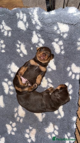 Miniature Dachshund dogs - Advert 13