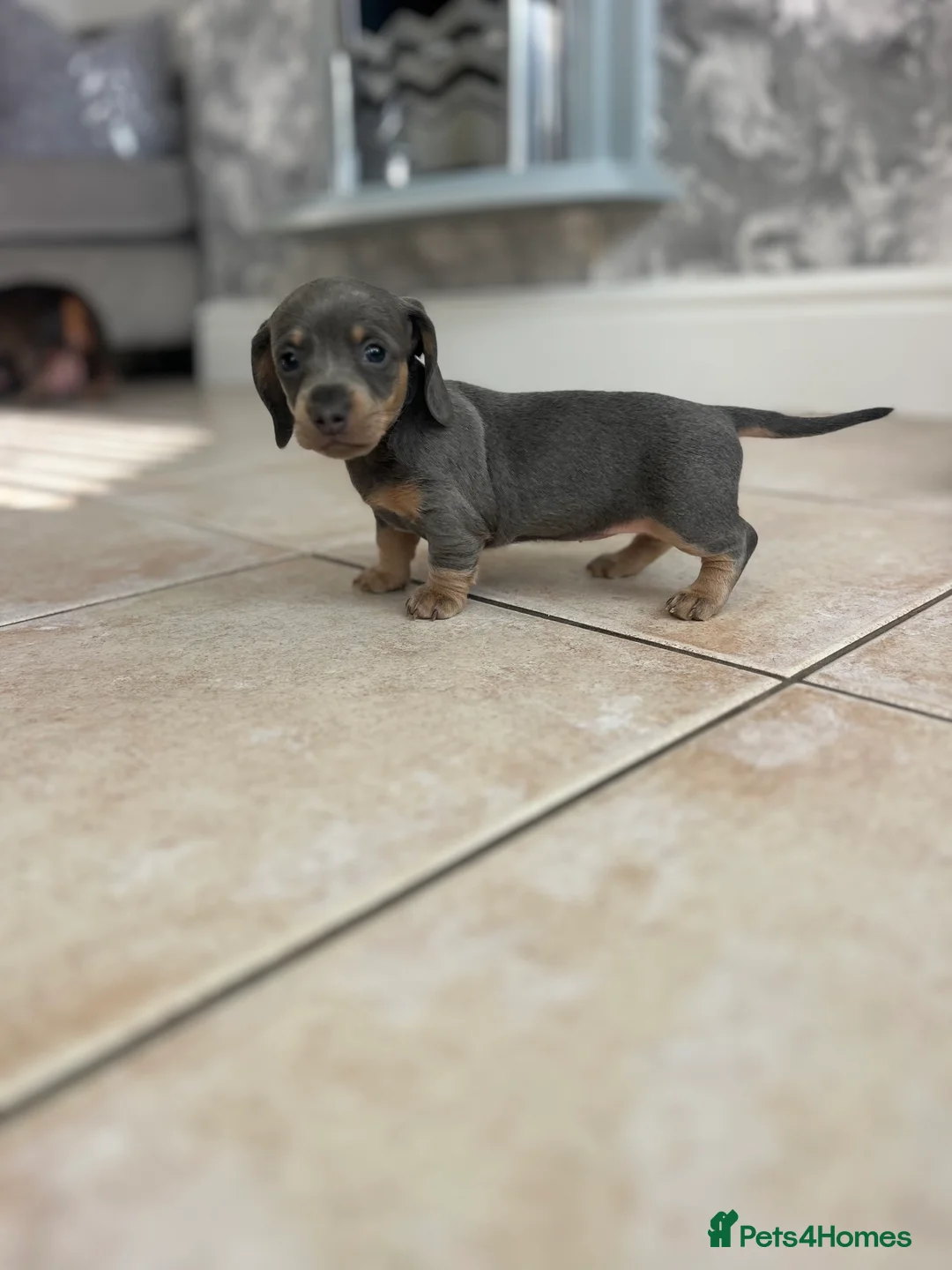 Miniature Dachshund dogs for sale: Stunning Dachshunds - Advert 8