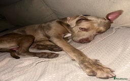 Mixed Breed dogs for sale: URGENT! Loving boy is desperate for a new home - Image 1