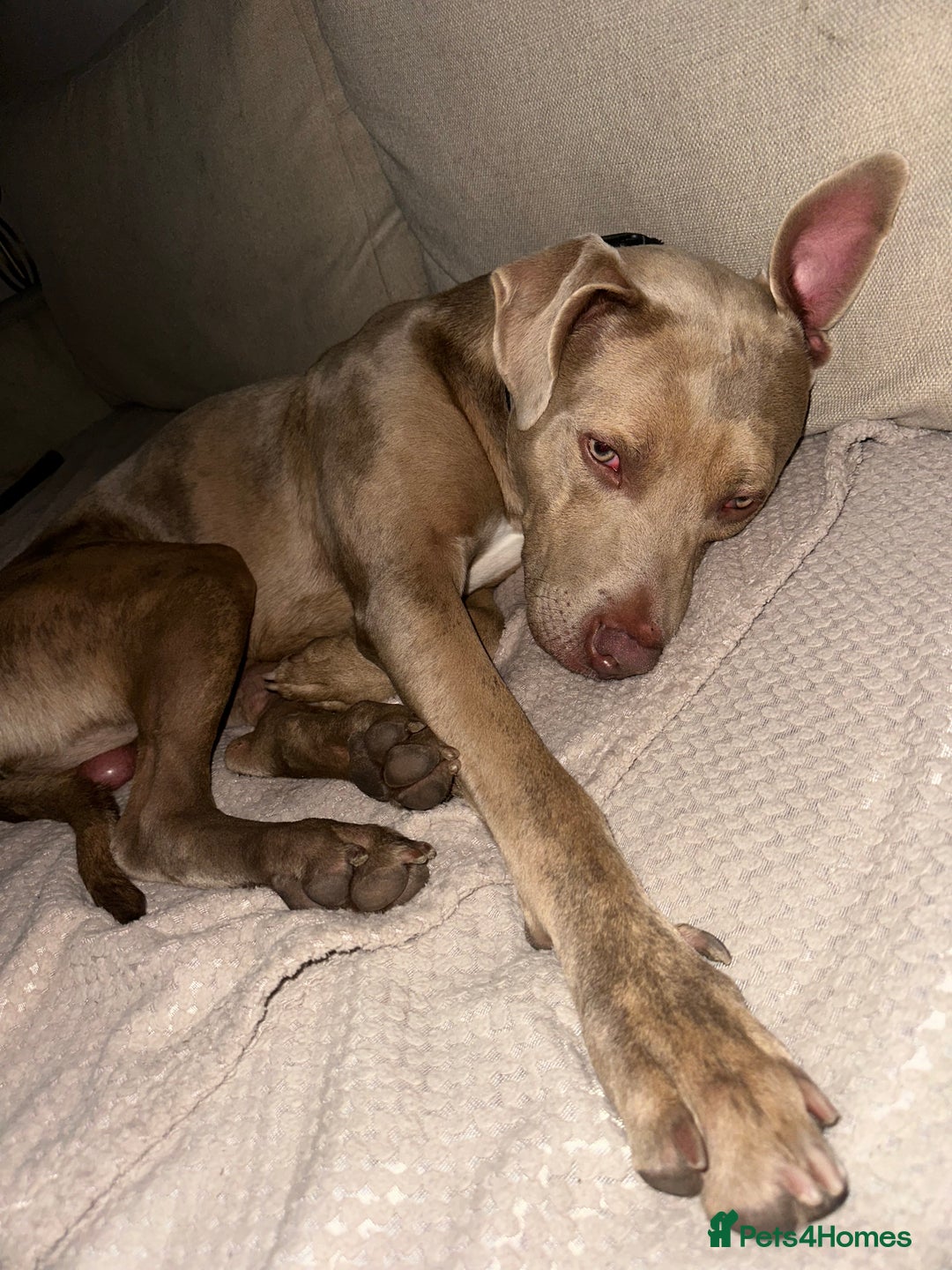 Mixed Breed dogs for sale: URGENT! Loving boy is desperate for a new home - Image 1