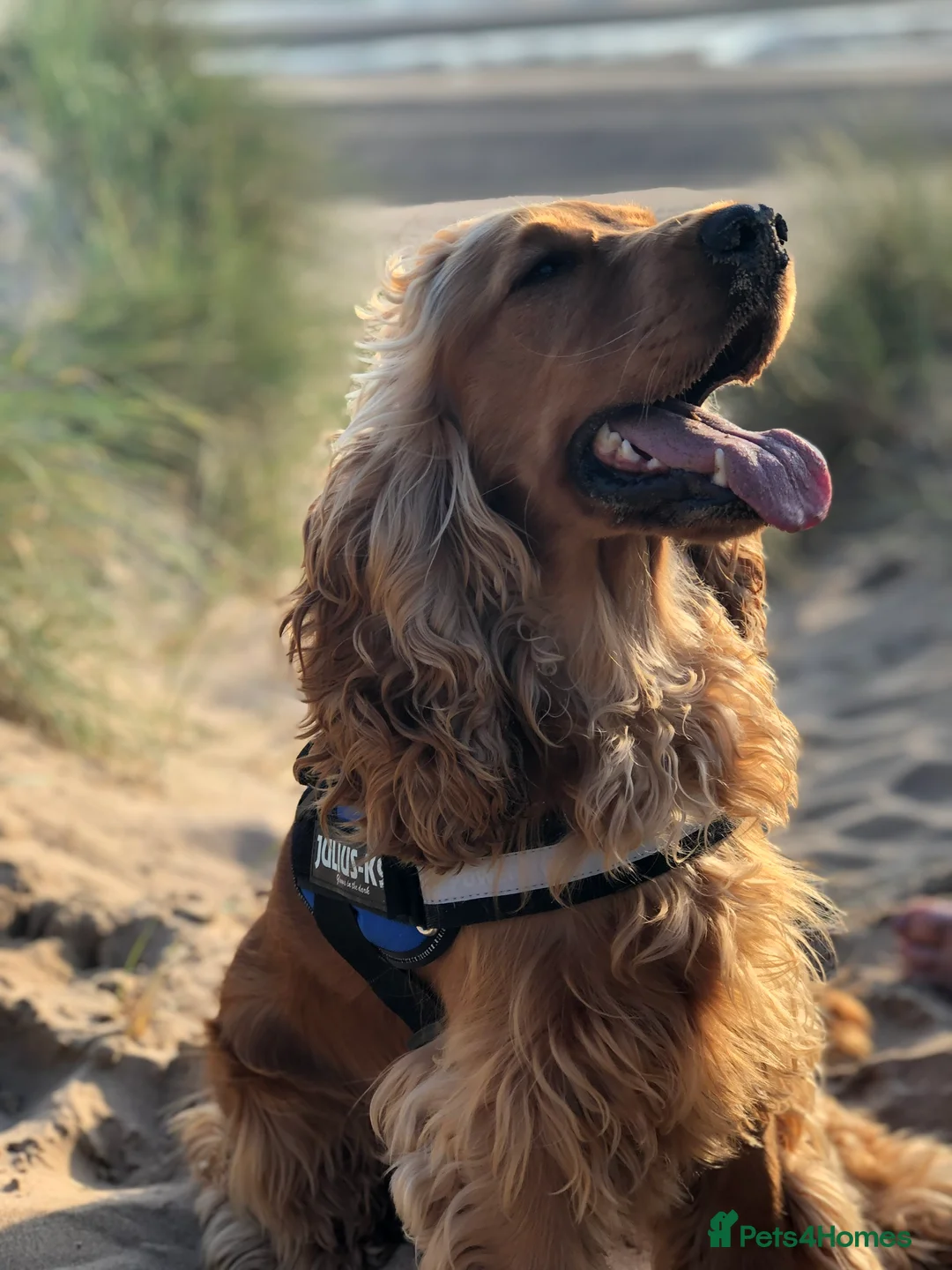 Cocker Spaniel dogs for stud: Cocker Spaniel For Stud in Liverpool - Advert 7