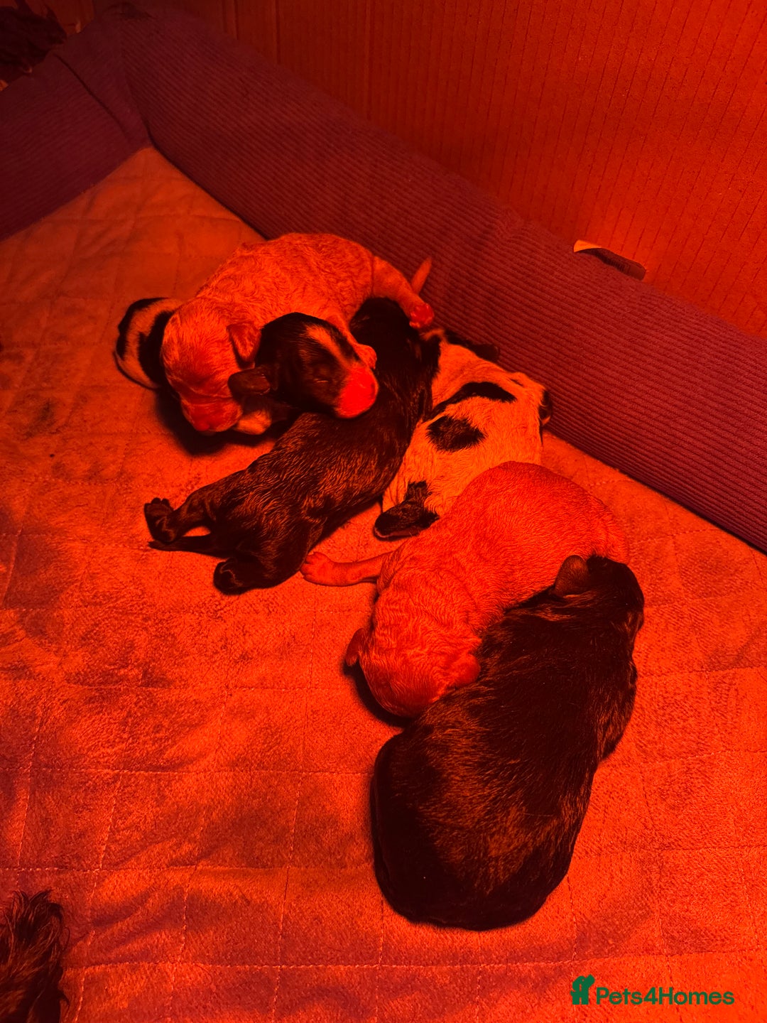 Cockapoo dogs for sale: Stunning cockapoos  - Advert 5