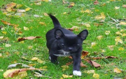 Chihuahua dogs for sale: KC REG HEALTH TESTED CHIHUAHUA BABIES - Image 7