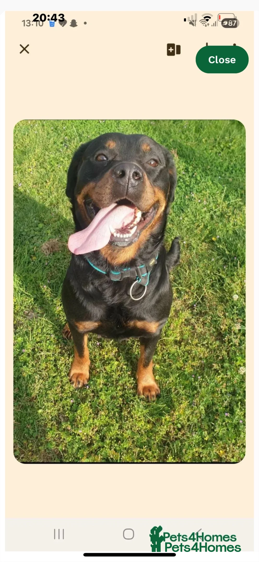 Rottweiler dogs for sale: Beautiful pure breed Rottweiler  - Advert 1