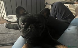 French Bulldog dogs for stud: Big fluffy frenchie boy - Image 7