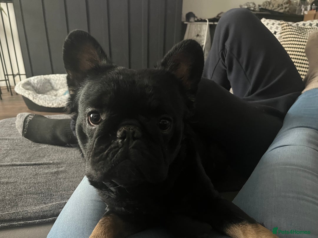 French Bulldog dogs for stud: Big fluffy frenchie boy - Image 7