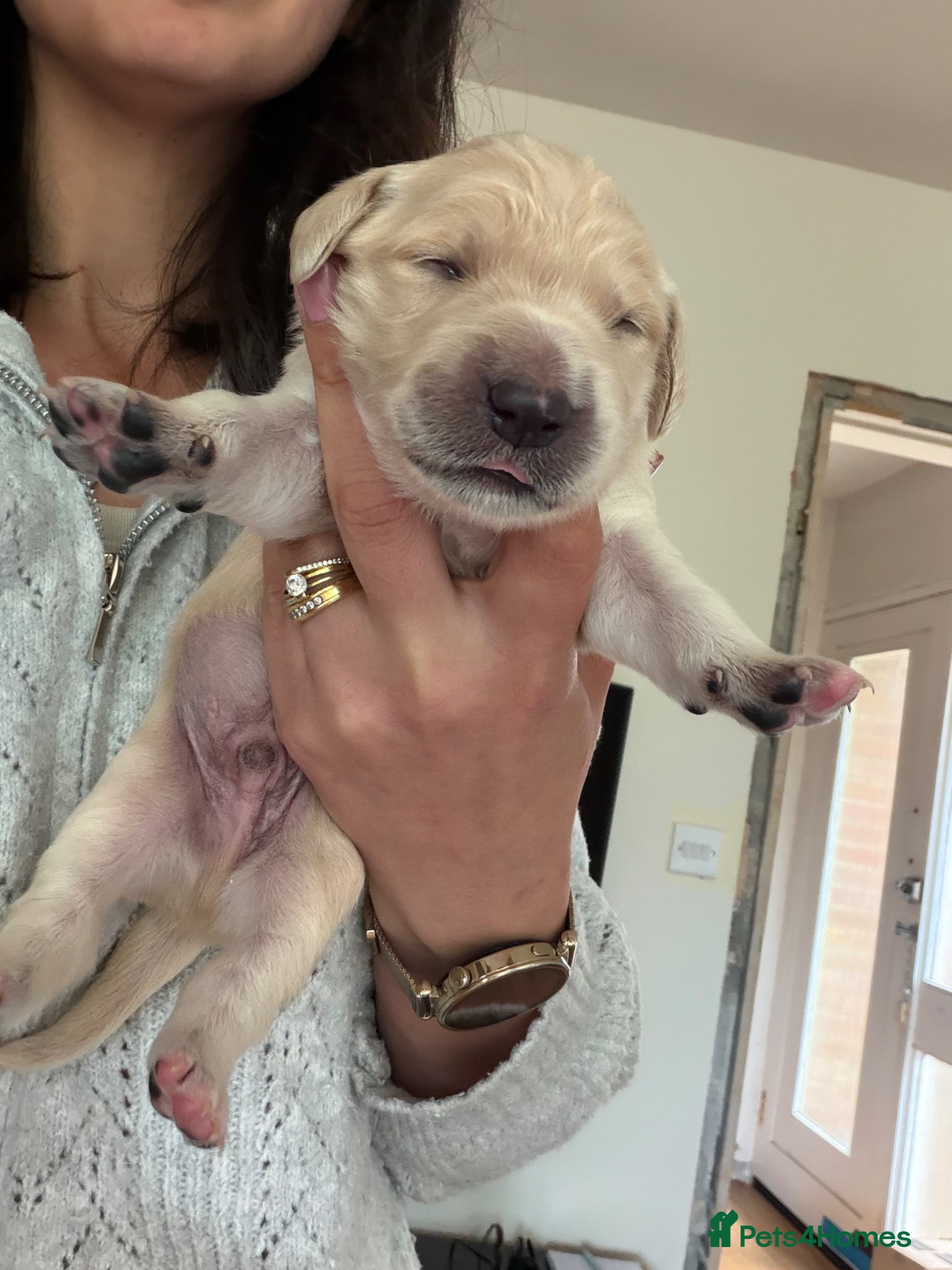 Mixed Breed dogs Golden Retriever x Collie Pups, Reservations Open - Advert 1