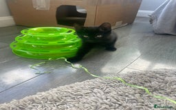 Brazilian Shorthair cats for sale: Little black rescue kitten - Image 10