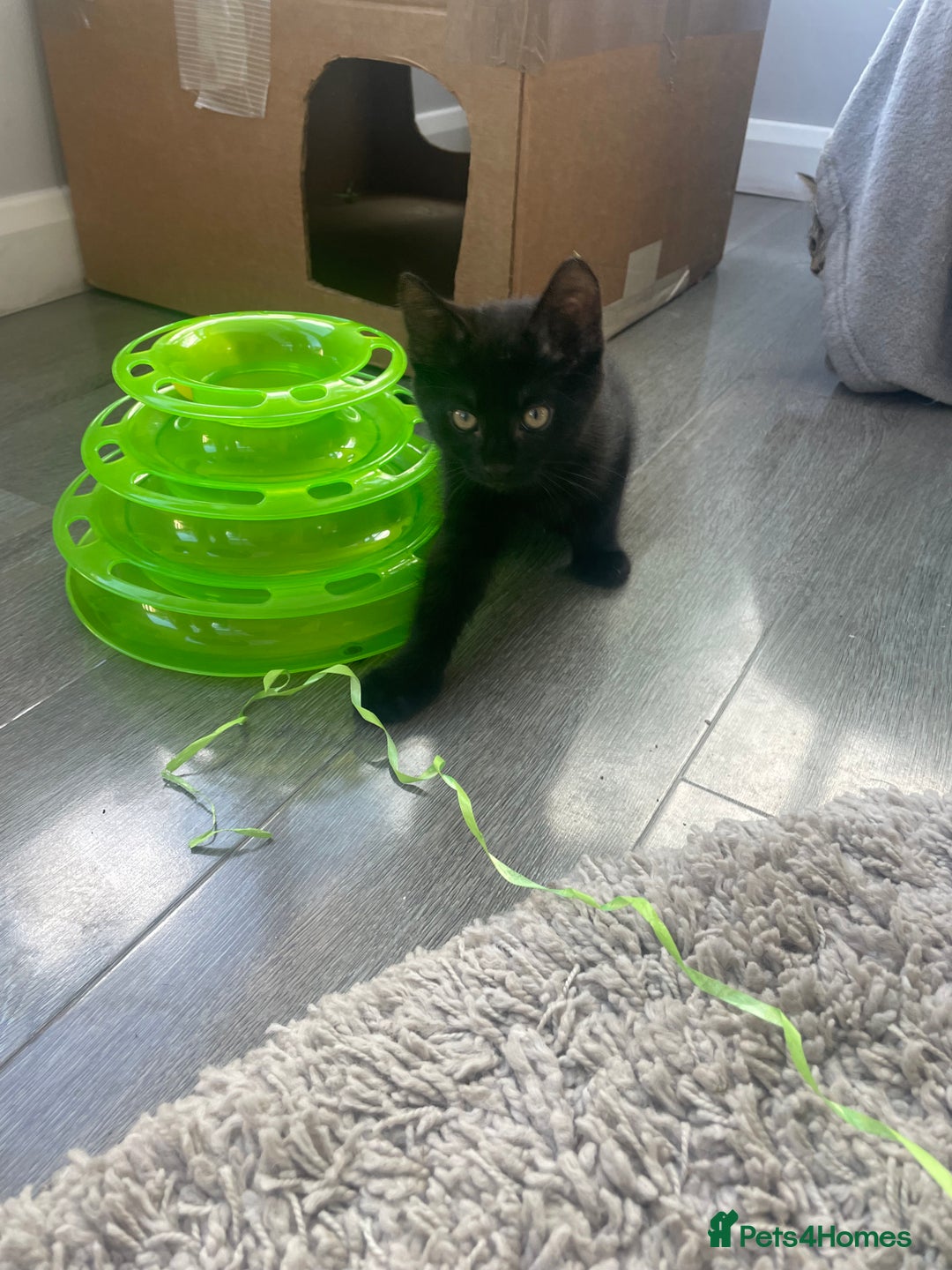 Brazilian Shorthair cats for sale: Little black rescue kitten - Image 10