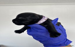 Mixed Breed dogs for sale: 8 Frenchies/cockapoo puppies for sale  - Image 8