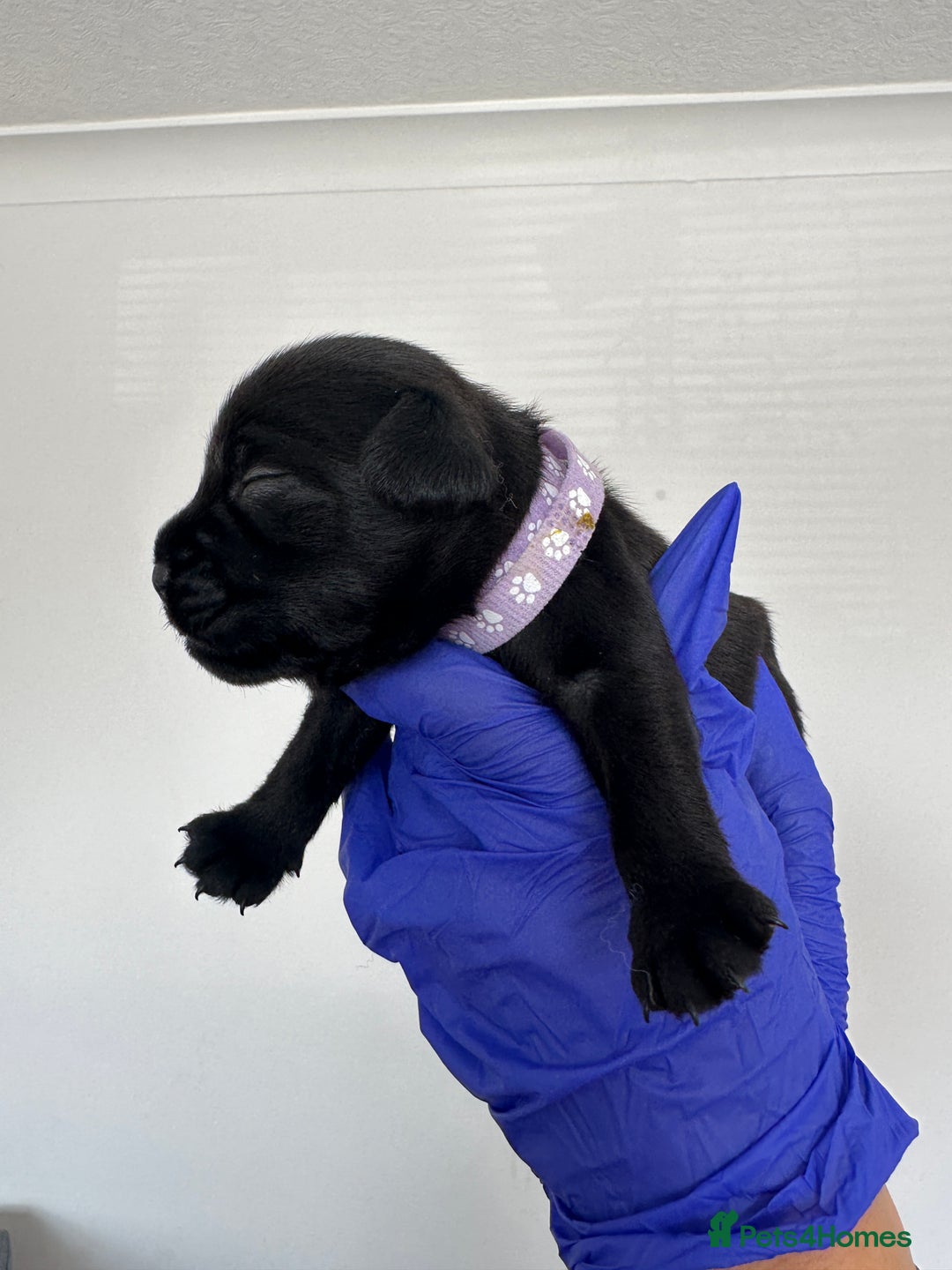 Mixed Breed dogs for sale: 8 Frenchies/cockapoo puppies for sale  - Image 8