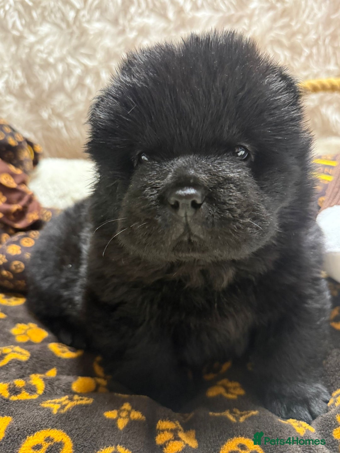 Chow Chow dogs for sale: 🏆 ** Just one Teddy Bear remaining  ** 🏆 - Advert 32