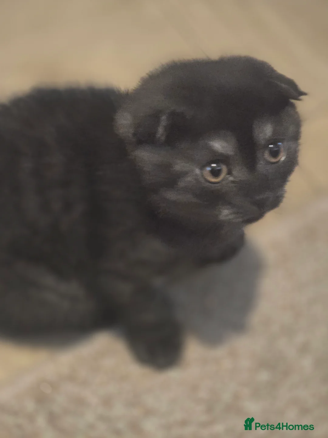 Scottish Fold cats for sale: 🥰LAST  BOY 💜🩵 - Advert 16