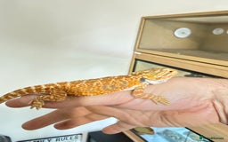 Bearded Dragon reptiles for sale: Last 3 baby dragons AVAILABLE NOW  - Image 11