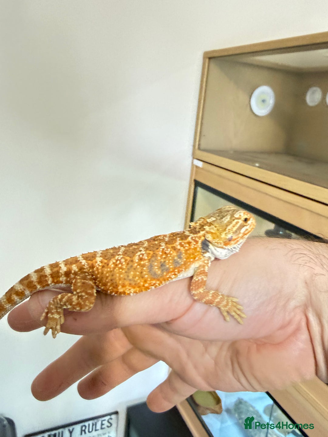 Bearded Dragon reptiles for sale: Last 3 baby dragons AVAILABLE NOW  - Image 11