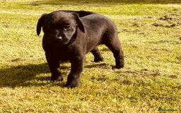 Cockerdor dogs for sale: Beautiful litter of cockerdors - Advert 4