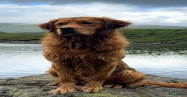 Golden Retriever dogs - Advert 14