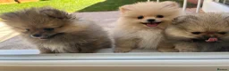 Pomeranian dogs for sale: Pure-Breed Toy Pomeranians  - Advert 2
