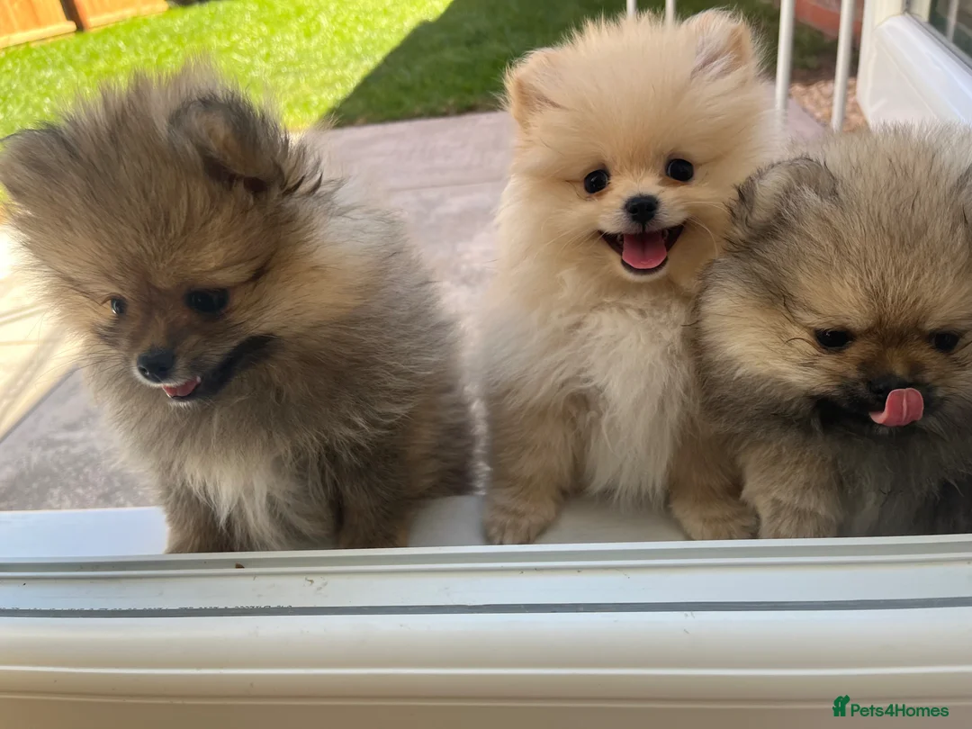Pomeranian dogs for sale: Pure-Breed Toy Pomeranians  - Advert 2